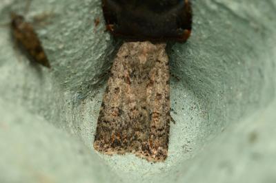 <i>Caradrina clavipalpis</i>
