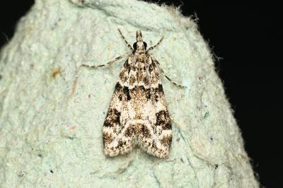 <i>Eudonia delunella</i>