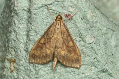 <i>Ostrinia nubilalis</i>