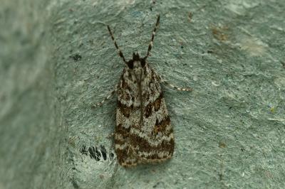 <i>Scoparia pyralella</i>