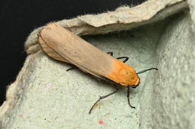 Lithosia quadra