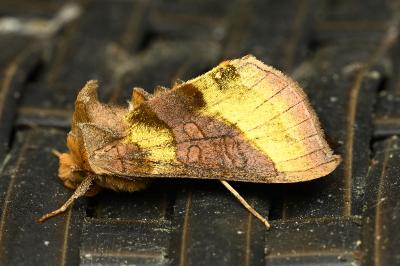 <i>Diachrysia chrysitis</i>
