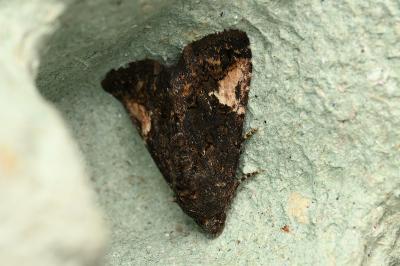 <i>Aedia funesta</i>