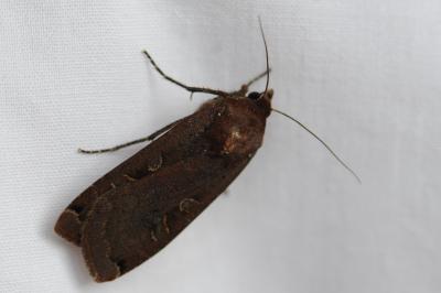 <i>Noctua pronuba</i>