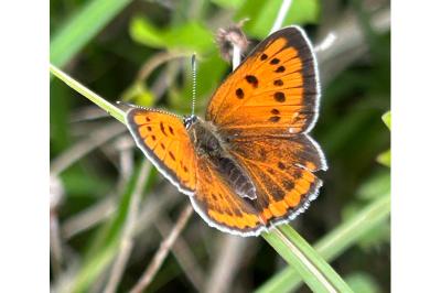 <i>Lycaena dispar</i>