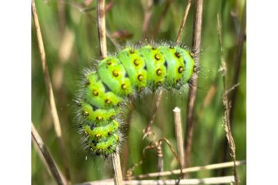 <i>Saturnia pavonia</i>