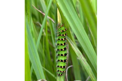 <i>Saturnia pavonia</i>