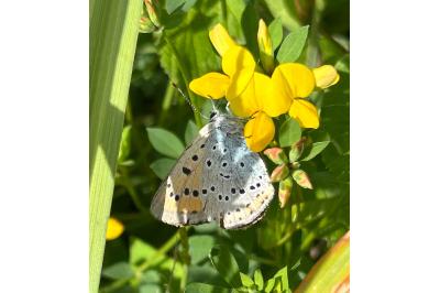 <i>Lycaena dispar</i>