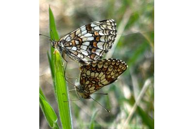 <i>Melitaea athalia</i>