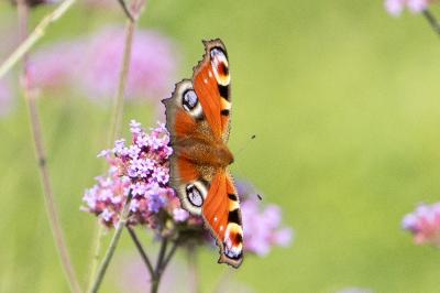 <i>Aglais io</i>