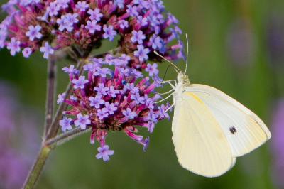 <i>Pieris rapae</i>