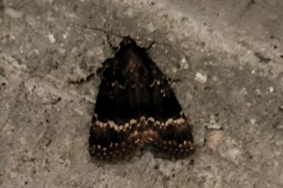 <i>Amphipyra pyramidea</i>