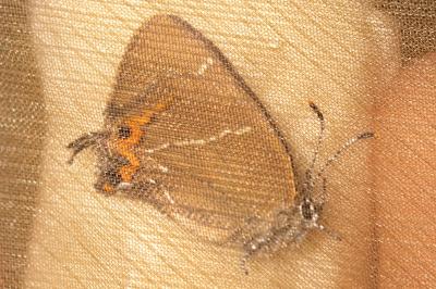 <i>Satyrium w-album</i>