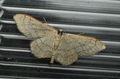 <i>Idaea aversata</i>