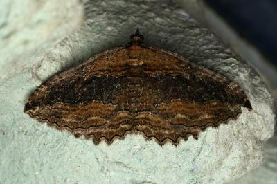 <i>Philereme transversata</i>