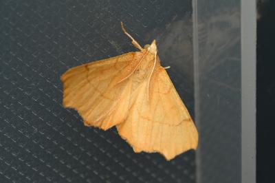 <i>Ennomos quercinaria</i>