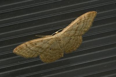 <i>Idaea deversaria</i>