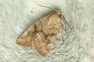 <i>Cosmia trapezina</i>