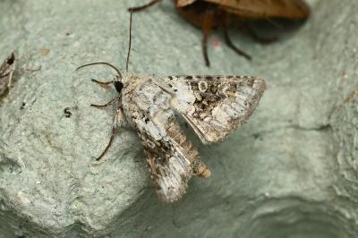 <i>Hecatera bicolorata</i>