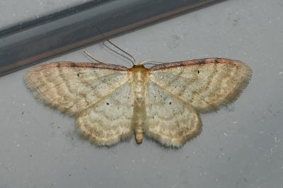 <i>Idaea humiliata</i>