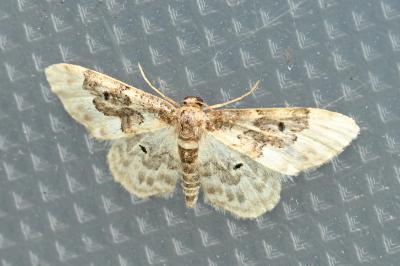 <i>Idaea rusticata</i>
