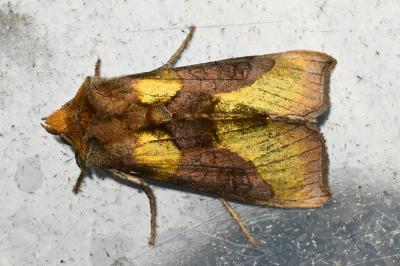 <i>Diachrysia chrysitis</i>