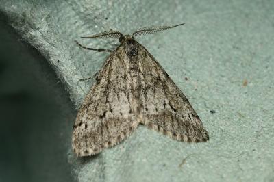 <i>Tephronia sepiaria</i>