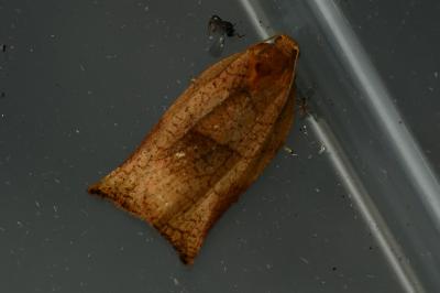 <i>Archips podana</i>