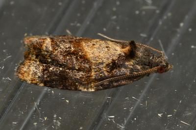 <i>Ditula angustiorana</i>