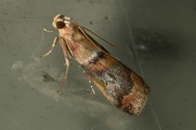 <i>Acrobasis repandana</i>