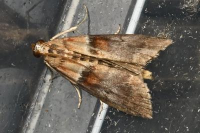 <i>Acrobasis repandana</i>