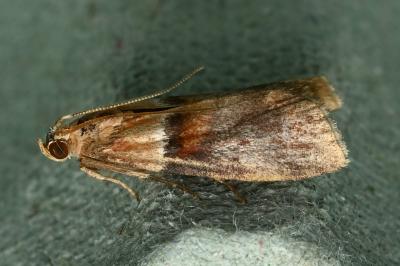 <i>Acrobasis repandana</i>
