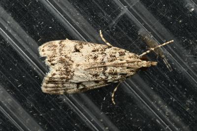 <i>Eudonia lacustrata</i>