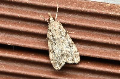 <i>Eudonia lacustrata</i>