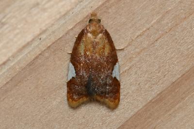 <i>Acleris holmiana</i>