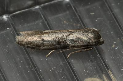 <i>Blastobasis phycidella</i>