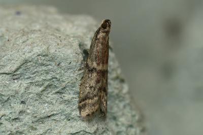 <i>Ephestia</i>