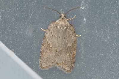 <i>Acleris sparsana</i>