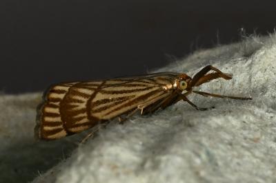 <i>Chrysocrambus linetella</i>