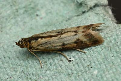 <i>Homoeosoma sinuella</i>