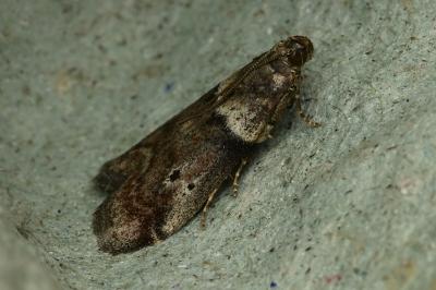 <i>Acrobasis consociella</i>