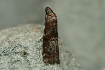 <i>Phycita roborella</i>