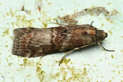 <i>Phycita roborella</i>