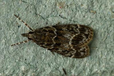 <i>Eudonia mercurella</i>