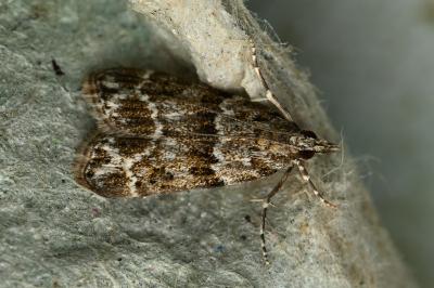 <i>Eudonia mercurella</i>