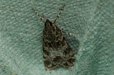 <i>Eudonia mercurella</i>