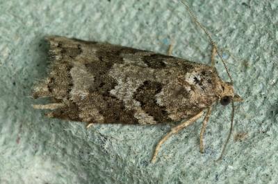 <i>Cnephasia</i>