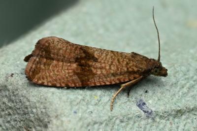 <i>Celypha striana</i>