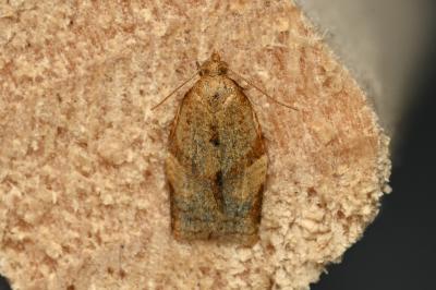 <i>Clepsis consimilana</i>