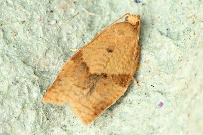 <i>Clepsis consimilana</i>